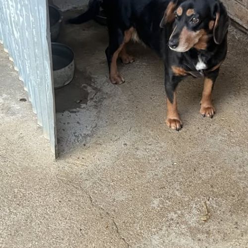 Chien tickie à l adoption #0