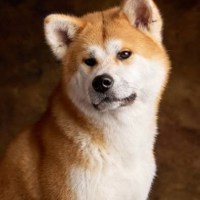 Chien achika à l adoption