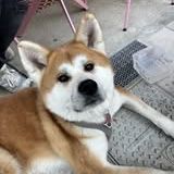 Chien achika à l adoption #3