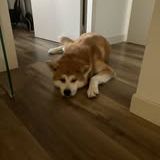 Chien achika à l adoption #4