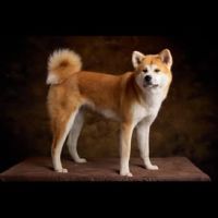 Chien achika à l adoption #2
