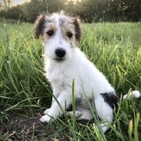 Chiots type jack russel