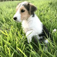 Chiots type jack russel #2