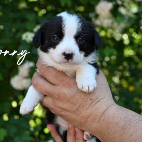 Chiots welsh corgis #2