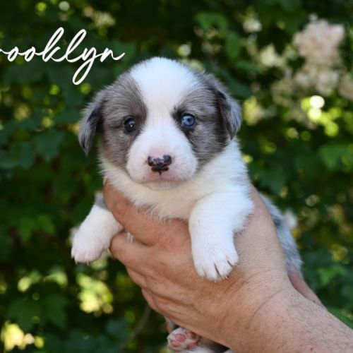 Chiots welsh corgis #0