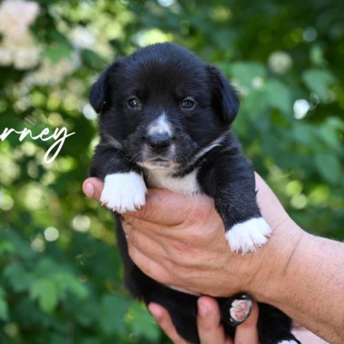 Chiots welsh corgis #4