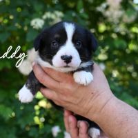 Chiots welsh corgis #1