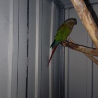 Conure de molinae mâle