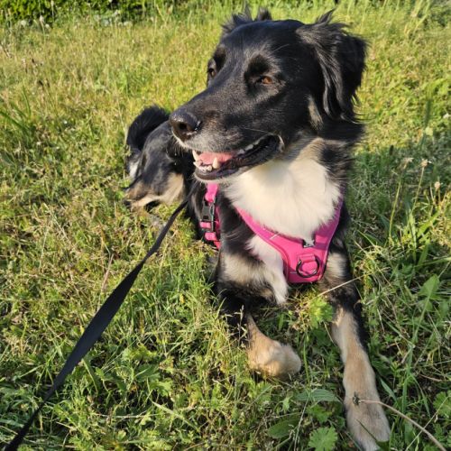 Luna recherche famille aimante et d'expérience