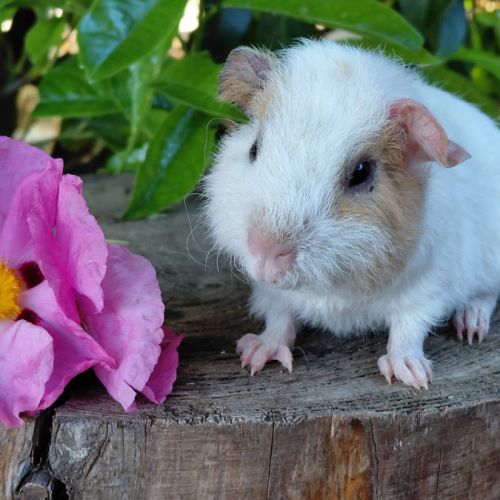 Bébés cochons d'inde de race très sociabilisés #2