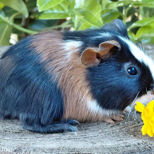 Bébés cochons d'inde de race très sociabilisés #3