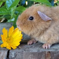 Bébés cochons d'inde de race très sociabilisés