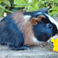 Bébés cochons d'inde de race très sociabilisés #3