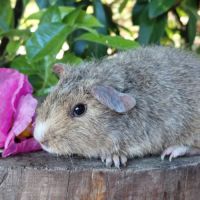 Bébés cochons d'inde de race très sociabilisés #4