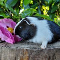 Bébés cochons d'inde de race très sociabilisés #5