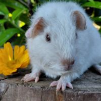 Bébés cochons d'inde de race très sociabilisés #6