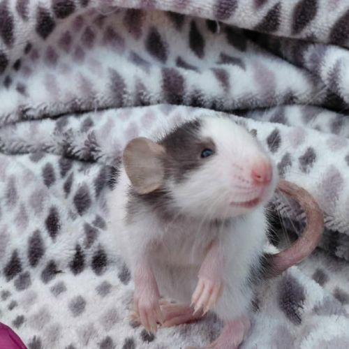 Duo de bébés rats femelles domestiques dumbos #2