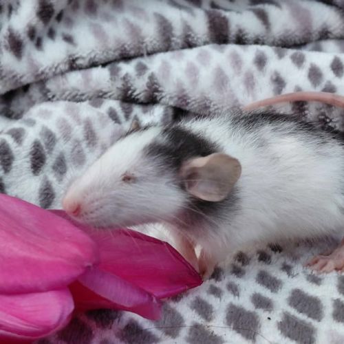Duo de bébés rats femelles domestiques dumbos #3
