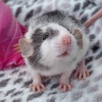 Duo de bébés rats femelles domestiques dumbos