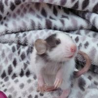 Duo de bébés rats femelles domestiques dumbos #2