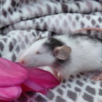 Duo de bébés rats femelles domestiques dumbos #3