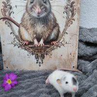 Duo de rates domestiques aux oreilles dumbos #1