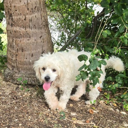 Loulou le foufou #2