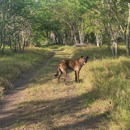 Haru : super chien de famille #8