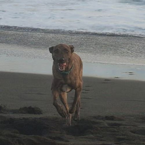 Haru : super chien de famille #0