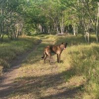 Haru : super chien de famille #8