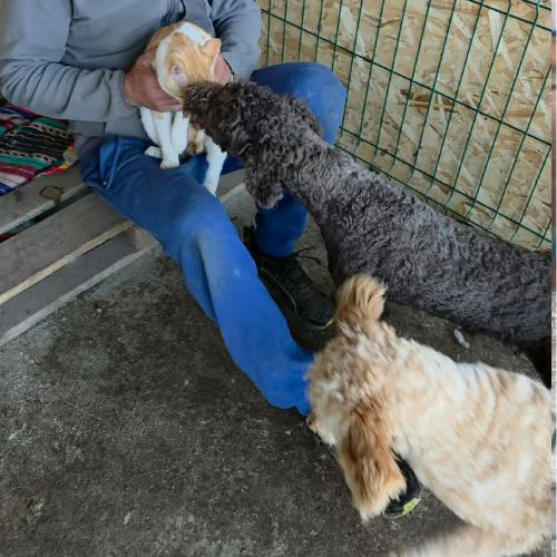 Patachou le lagotto romagnolo #1