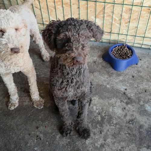 Patachou le lagotto romagnolo #2