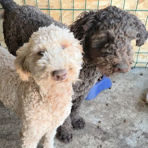 Patachou le lagotto romagnolo #0