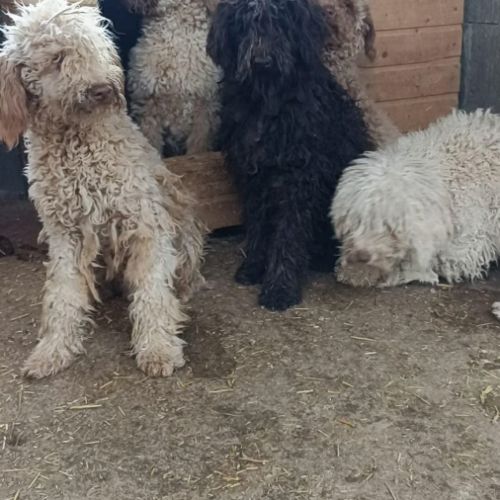 Patachou le lagotto romagnolo #5