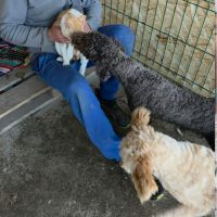 Patachou le lagotto romagnolo #1