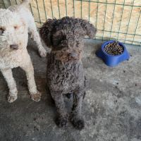 Patachou le lagotto romagnolo #2