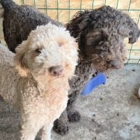 Patachou le lagotto romagnolo