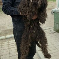 Patachou le lagotto romagnolo #4