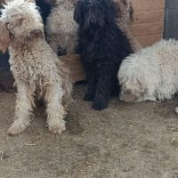 Patachou le lagotto romagnolo #5