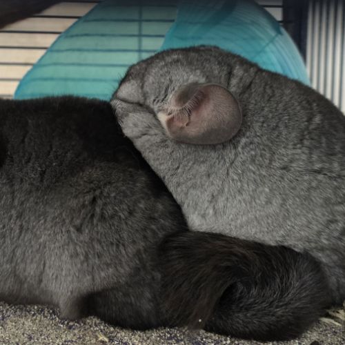 Jeunes chinchillas mâles 3 mois