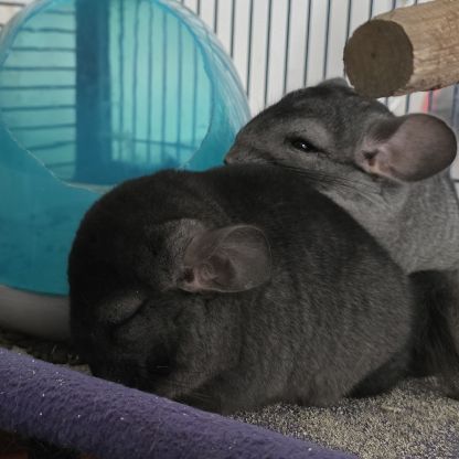 Jeunes chinchillas mâles 3 mois #2