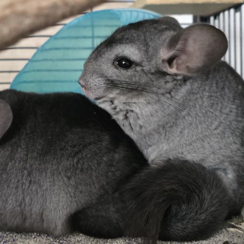 Jeunes chinchillas mâles 3 mois #3