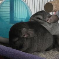 Jeunes chinchillas mâles 3 mois #2
