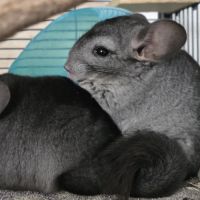 Jeunes chinchillas mâles 3 mois #3