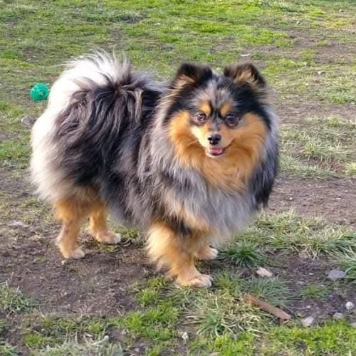 Chiots spitz mâles à réserver #2