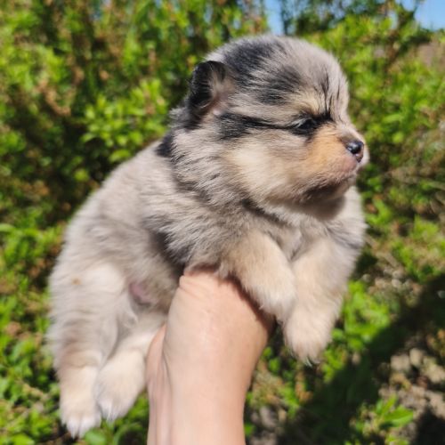 Chiots spitz mâles à réserver #3