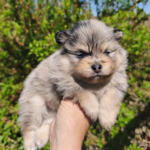 Chiots spitz mâles à réserver #4