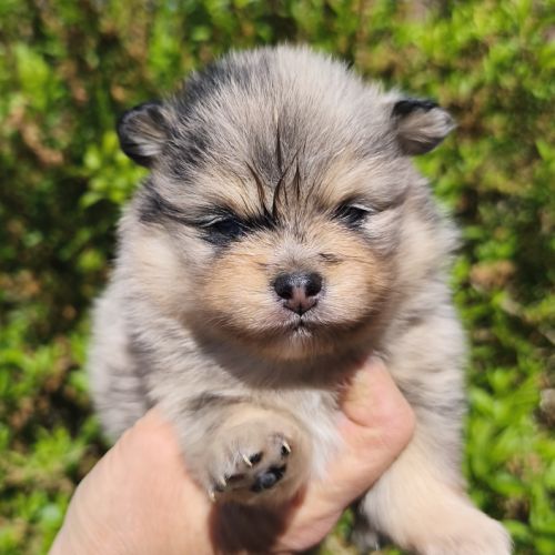 Chiots spitz mâles à réserver #5