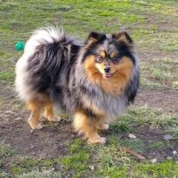 Chiots spitz mâles à réserver #2