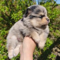 Chiots spitz mâles à réserver #3